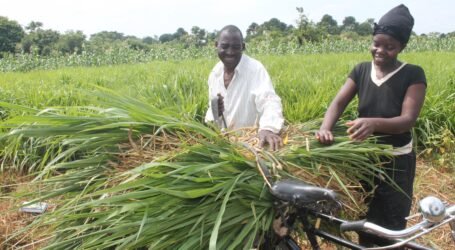 How fodder planning boosts milk yield