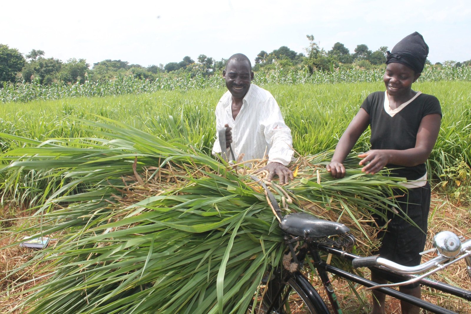 How fodder planning boosts milk yield - Smart Farmer Africa