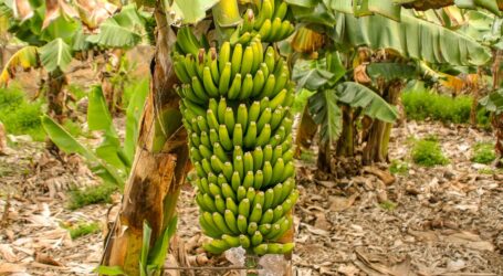 Banana Farming secrets revealed