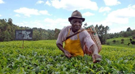 Tea farmers’ fears amid good prospects