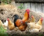 Gut Health: The Hidden Key to Profitable Poultry Farming
