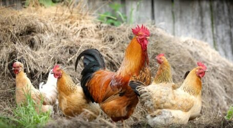 Social distancing’ in poultry can reduce antibiotic use