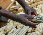 Is your farm produce free of aflatoxins?