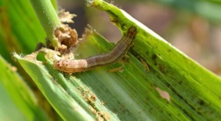 A portal to get Fall Armyworm inform is here