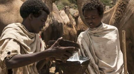 What do you know about camels and camel milk?