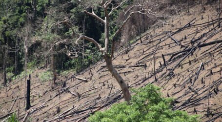 Farmers reap big by restoring degraded forests