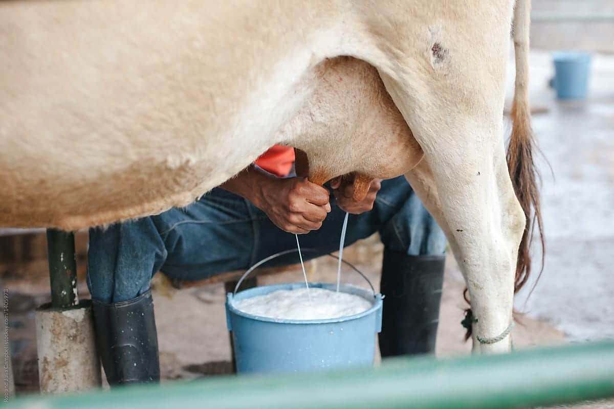 10-tips-to-achieving-peak-milk-yield-smart-farmer-africa