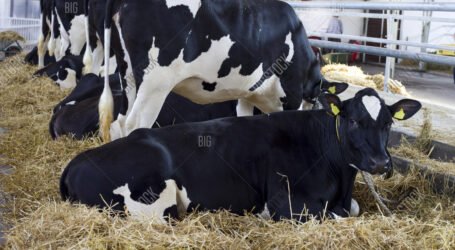 Why farmers should consider Friesian cows