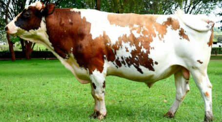 Quality semen now available to increase farmers productivity
