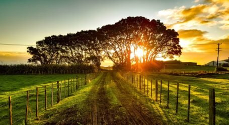 Tips on making the most use of sunlight on your farm