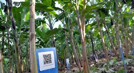 IITA-led banana breeding project develops modern track and tracing system