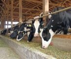 Livestock farmers in Kenya to benefit from new policy recommendations by ILRI
