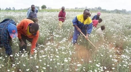 Farmers in Elgeyo-Marakwet to get Ksh250,000 each to revive pyrethrum growing