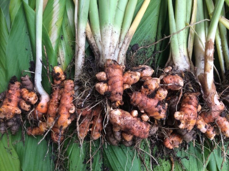 How to grow turmeric Smart Farmer Africa