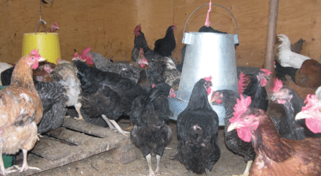 Kuroiler chicken farming