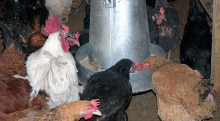 Why you should consider Kuroiler chicken
