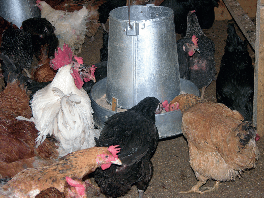 kuroiler chicken business plan