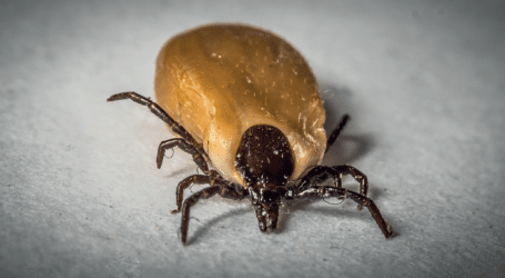 How to deal with ticks on your livestock