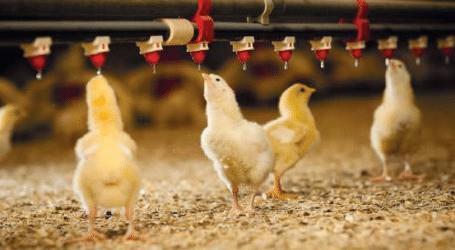 Housing preparation for broilers