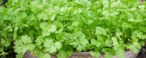 How to grow corriander