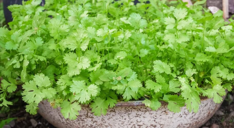 How to grow corriander