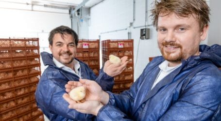 Evonik invests in In Ovo’s technology to stop killing of male chicks