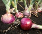 Onion farming