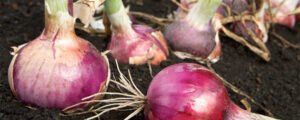 Onion farming