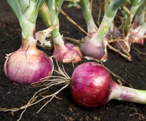 Onion farming