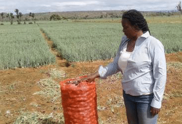 Why Tanzanian Onions are prefered by Kenyans