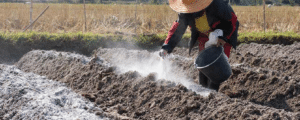how to lime your soil correctly