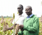 how to grow sorghum