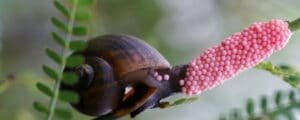 golden apple snail