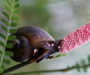 golden apple snail