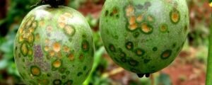passion fruit diseases
