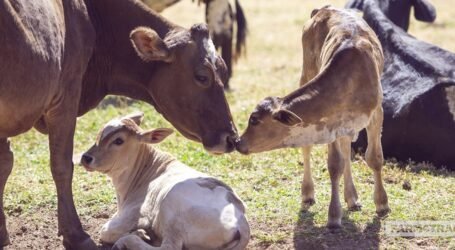 New means to control spread of Brucellosis in livestock and humans