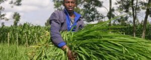 Brachiaria grass in Kenya