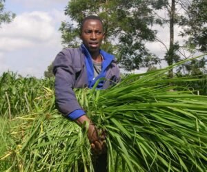 Brachiaria grass in Kenya