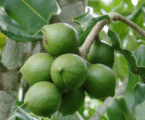 macadamia farming in Kenya