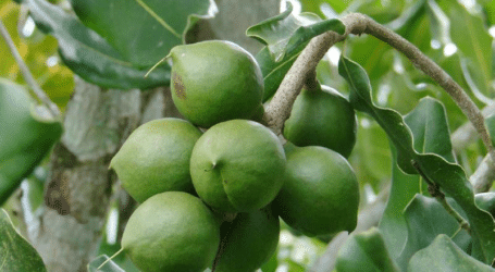 Macadamia nut farming in Kenya