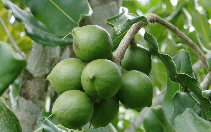 macadamia farming in Kenya