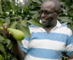 Avocado farming in Kenya