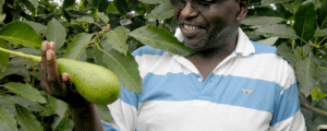 Avocado farming in Kenya