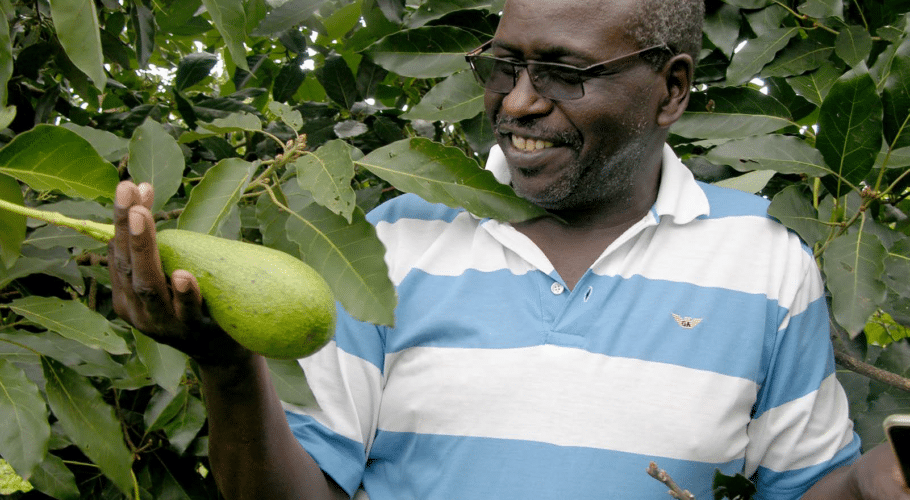 Avocado farming in Kenya