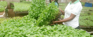 Seedling trays