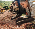 Coffee farming in Kenya