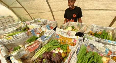 How unique agroforestry model has enabled half-acre farm to rake in Ksh200,000 monthly