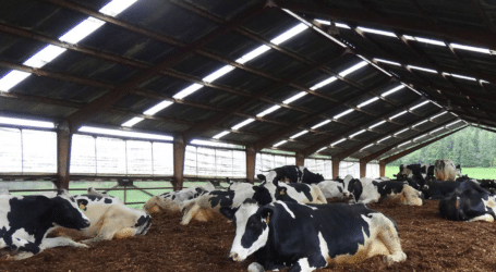 Cow comfort principles and how they help your animals