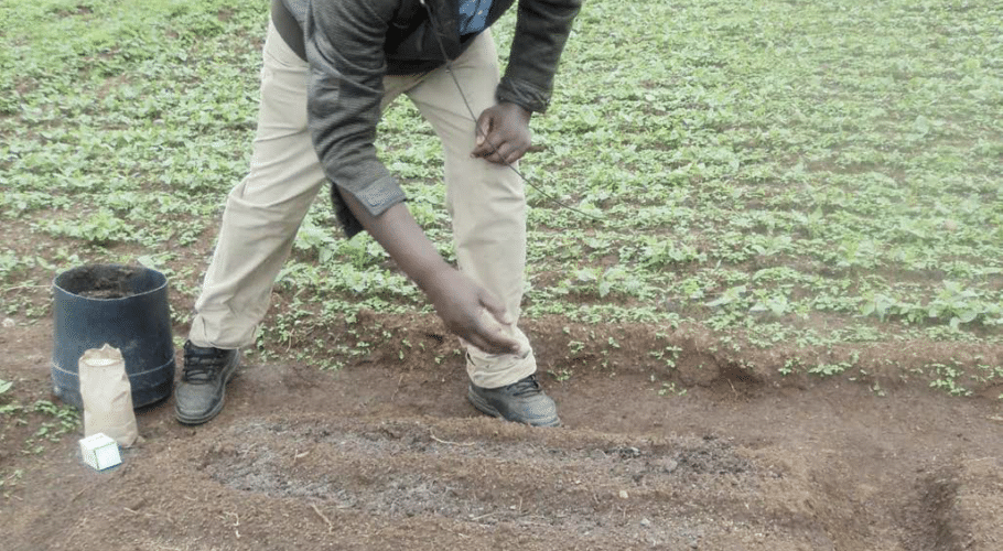 Planting Managu
