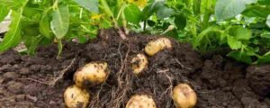 How to grow potatoes